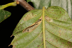 Phyllonorycter messaniella