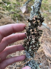 Platismatia tuckermanii