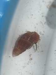 Clibanarius antillensis