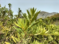 Brabejum stellatifolium