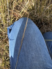 Sporobolus compositus