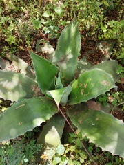 Agave salmiana