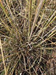 Sporobolus compositus