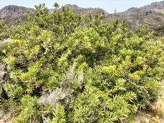 Brabejum stellatifolium