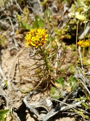 Quinchamalium chilense