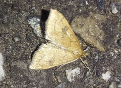 Udea profundalis
