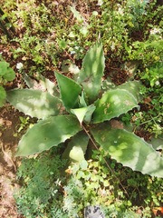 Agave salmiana