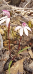 Caladenia alpina