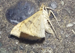 Udea profundalis