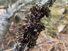 Platismatia tuckermanii