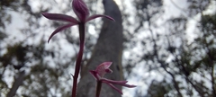 Caladenia alpina