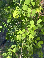 Haematoxylum brasiletto