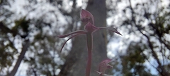 Caladenia alpina