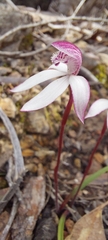 Caladenia alpina