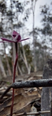 Caladenia alpina