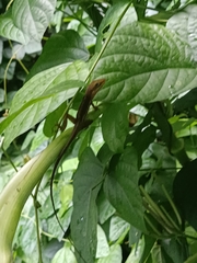 Anolis