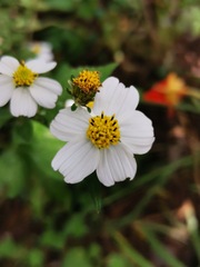 Bidens odorata