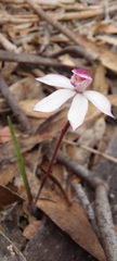 Caladenia alpina