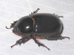 Xyloryctes faunus