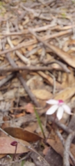 Caladenia alpina