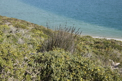 Thamnochortus spicigerus