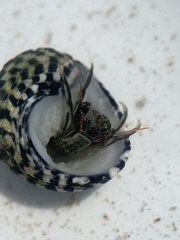 Clibanarius antillensis