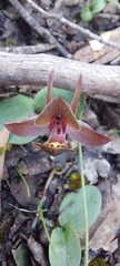Chiloglottis triceratops