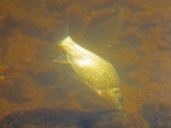 Carassius gibelio