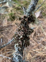 Platismatia tuckermanii