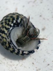 Clibanarius antillensis