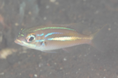 Scolopsis xenochrous