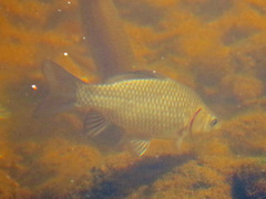 Carassius gibelio