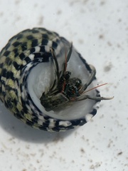 Clibanarius antillensis