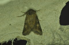 Lacinipolia meditata