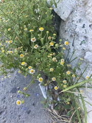 Perityle microglossa