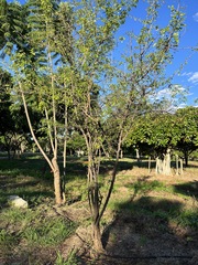 Haematoxylum brasiletto