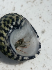 Clibanarius antillensis