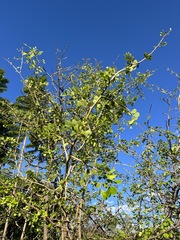 Haematoxylum brasiletto