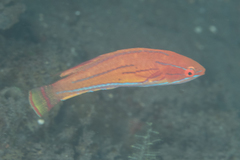 Paracheilinus flavianalis