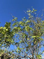 Haematoxylum brasiletto