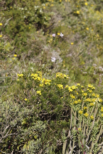 Image of Silene rigens by (c) Tony Rebelo, some rights reserved (CC BY-SA)