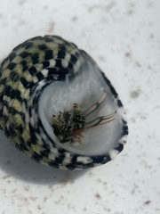 Clibanarius antillensis