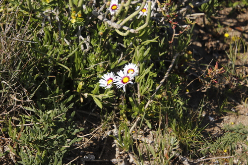 Image of Felicia elongata by (c) Tony Rebelo, some rights reserved (CC BY-SA)