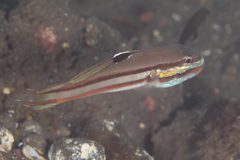 Valenciennea helsdingenii