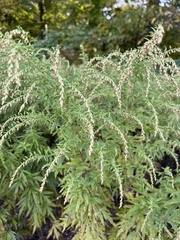 Artemisia vulgaris