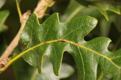 Pseudoneuroterus saliens