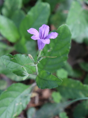 Ruellia nudiflora