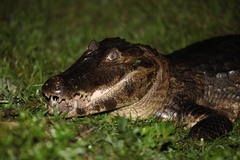 Caiman yacare