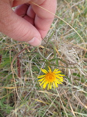 Pentanema salicinum