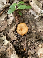 Craterellus ignicolor